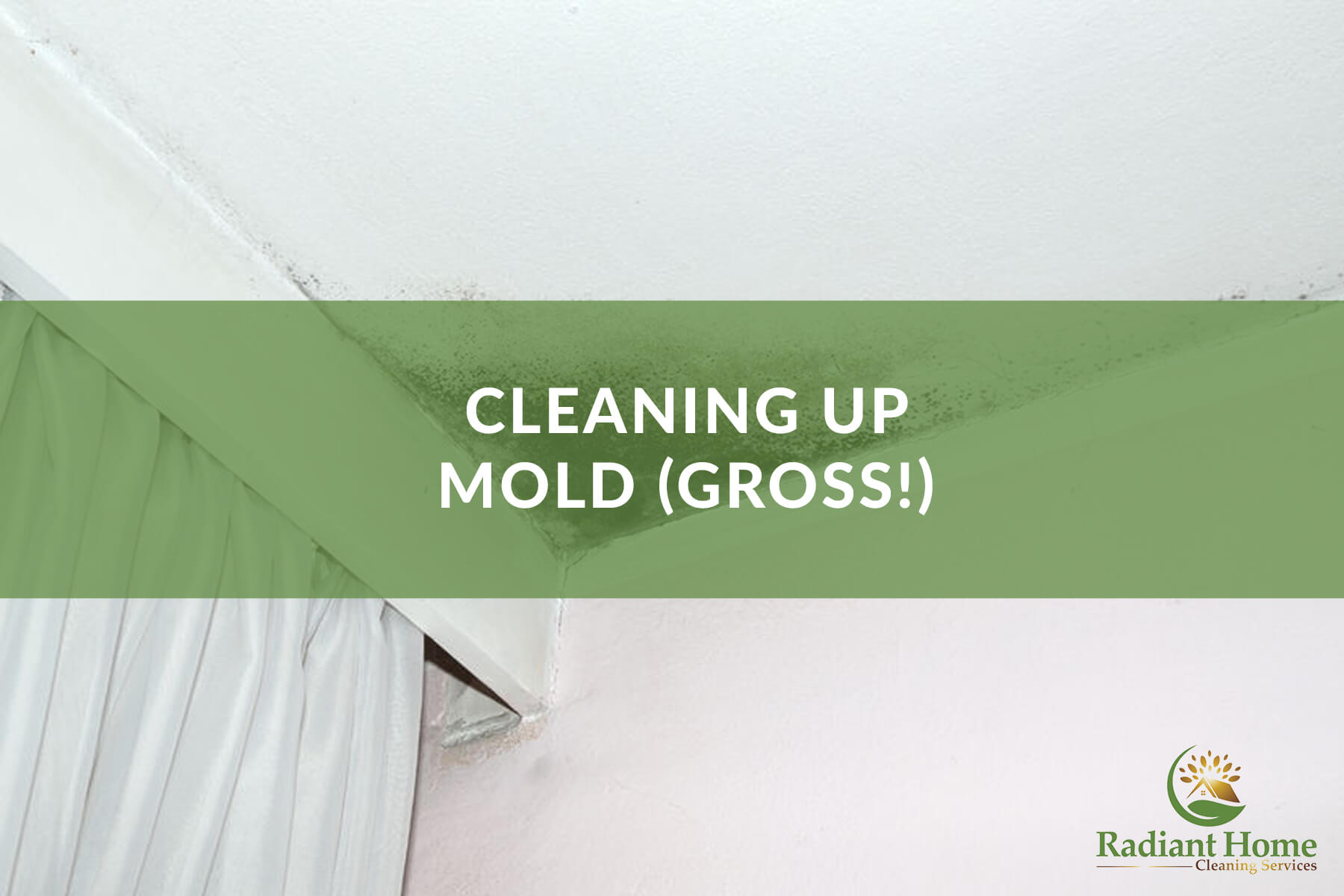 Cleaning Up Mold Radiant Home Services Cleaning Up Mold Radiant Home Services