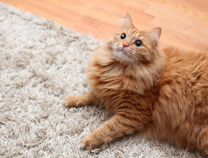 Home remedies for cat pee in carpet sale